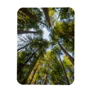 Redwood National and State Parks, California Magnet