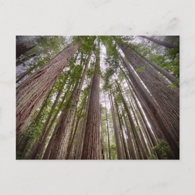 Redwood National and State Parks, California Postcard (Front)