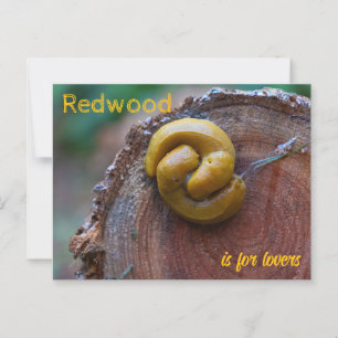 Redwood National Park Banana Slug Pair Postcard
