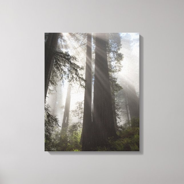 Redwood National Park California Canvas Print (Front)