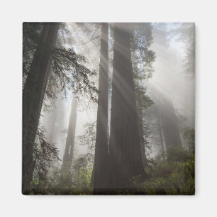 Redwood National Park California Magnet