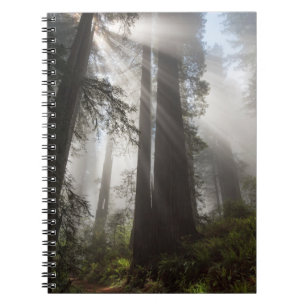 Redwood National Park California Notebook