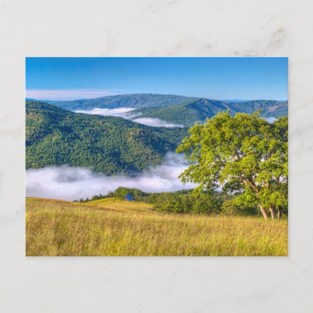 Redwood National Park, California Postcard (Front)