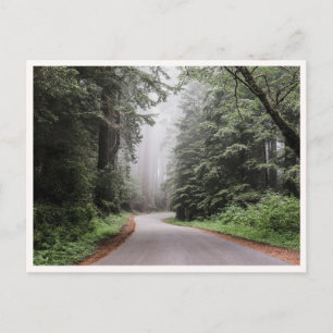 Redwood National Park California Trees Postcard