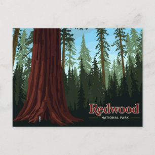 Redwood National Park Giant Tree Art Postcard