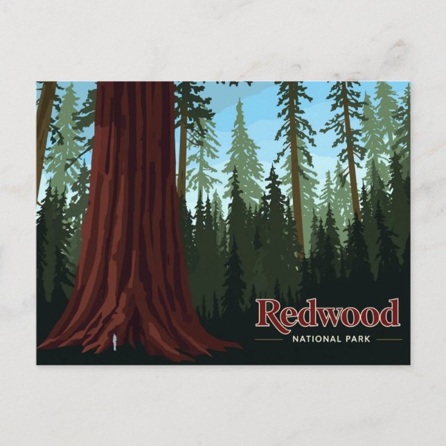 Redwood National Park Giant Tree Art Postcard (Front)