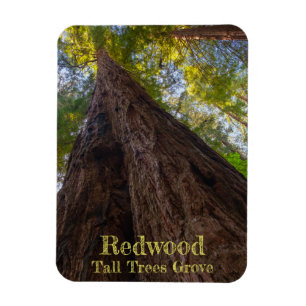 Redwood National Park Tall Trees Grove Look Up Magnet