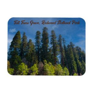 Redwood National Park Tall Trees Grove Magnet