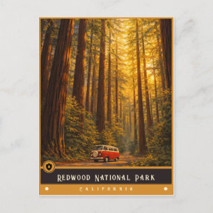 Redwood National Park Vintage Postcard