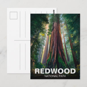 Redwood national state park, Coastal California  Postcard