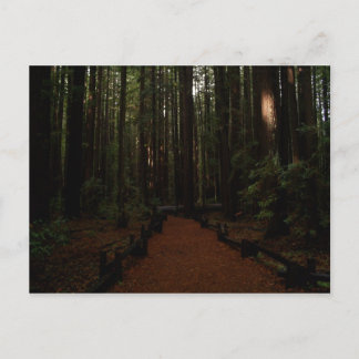 Redwood Paradise Postcard
