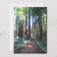 Redwood Trail Norther California 