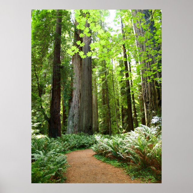 Redwood Trail Poster (Front)