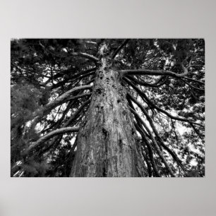 Redwood Tree Black & White Photography Poster