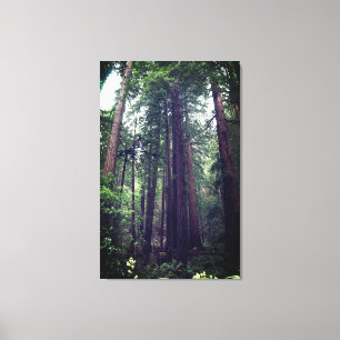 Redwood Trees #1 Canvas