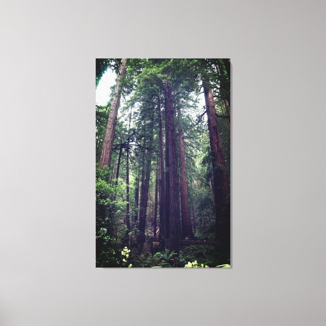 Redwood Trees #1 Canvas Print (Front)