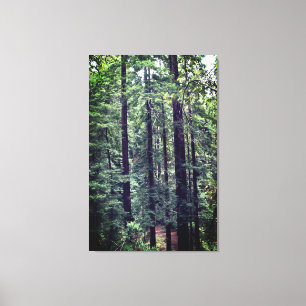 Redwood Trees #2 Canvas