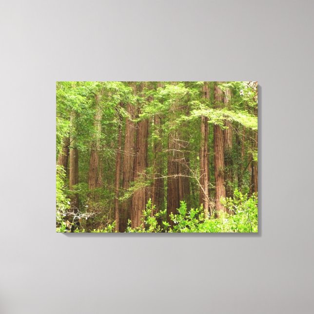 Redwood Trees at Muir Woods National Monument Canvas Print (Front)