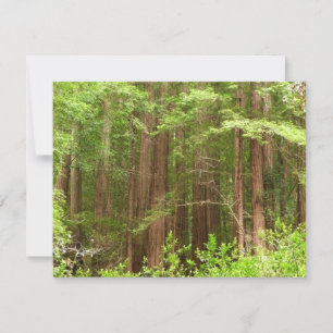 Redwood Trees at Muir Woods National Monument Card
