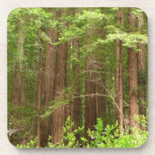 Redwood Trees at Muir Woods National Monument Coaster