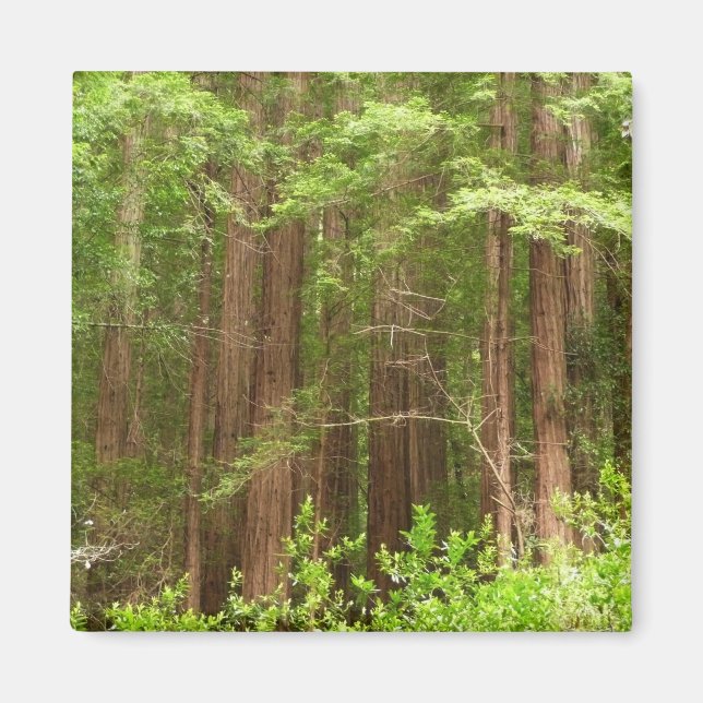 Redwood Trees at Muir Woods National Monument Magnet (Front)