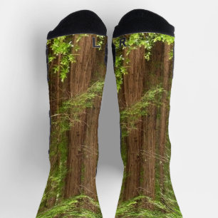 Redwood Trees at Muir Woods National Monument Socks