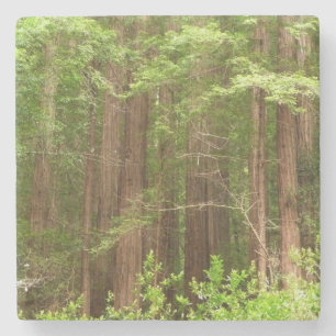 Redwood Trees at Muir Woods National Monument Stone Coaster