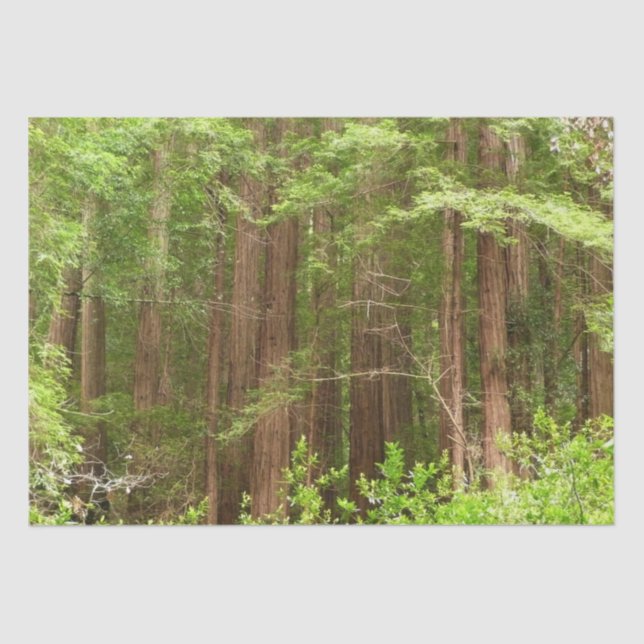 Redwood Trees at Muir Woods National Monument Tissue Paper (Front)