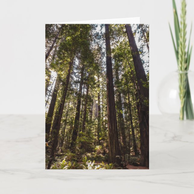 Redwood Trees - Carte de voeux vierge (Devant)