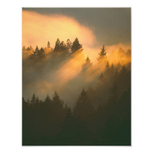 Redwood trees in coastal fog, Marin County, Photo Print