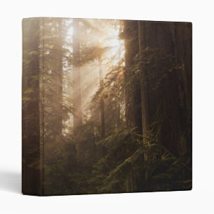 Redwood Trees in Morning Fog with Sunrays Binder