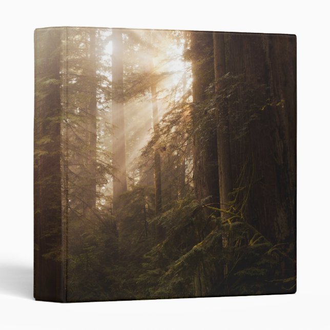 Redwood Trees in Morning Fog with Sunrays Binder (Front/Spine)
