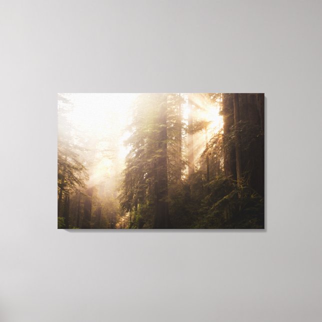 Redwood Trees in Morning Fog with Sunrays Canvas Print (Front)