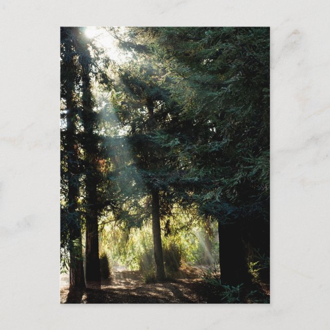 Redwood Trees In The Morning Postcard (Front)