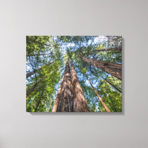 Redwood Trees   Marin County, California Canvas Print