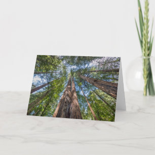 Redwood Trees   Marin County, California Card