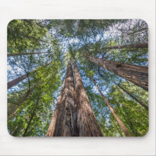 Redwood Trees Marin County, California Mouse Pad