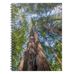 Redwood Trees Marin County, California Notebook