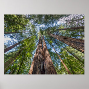 Redwood Trees Marin County, California Poster