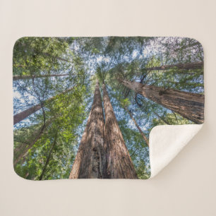 Redwood Trees Marin County, California Sherpa Blanket