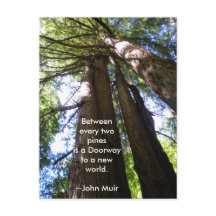 Redwood Trees Muir Quote