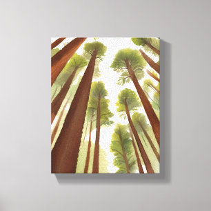 Redwood Trees Redwood National Park Watercolor Canvas Print