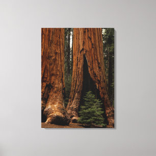 Redwood Trees, Sequoia National Park. Canvas Print