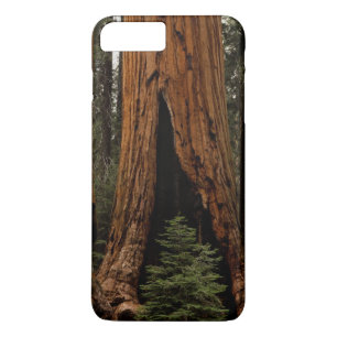 Redwood Trees, Sequoia National Park. Case-Mate iPhone Case