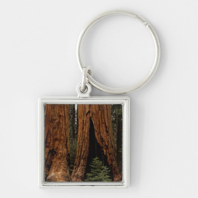 Redwood Trees, Sequoia National Park. Keychain (Front)