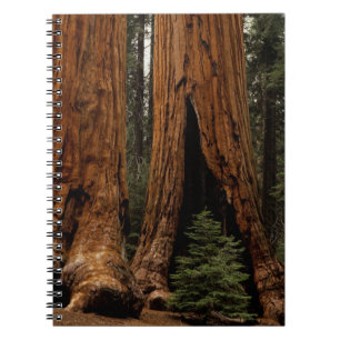 Redwood Trees, Sequoia National Park. Notebook