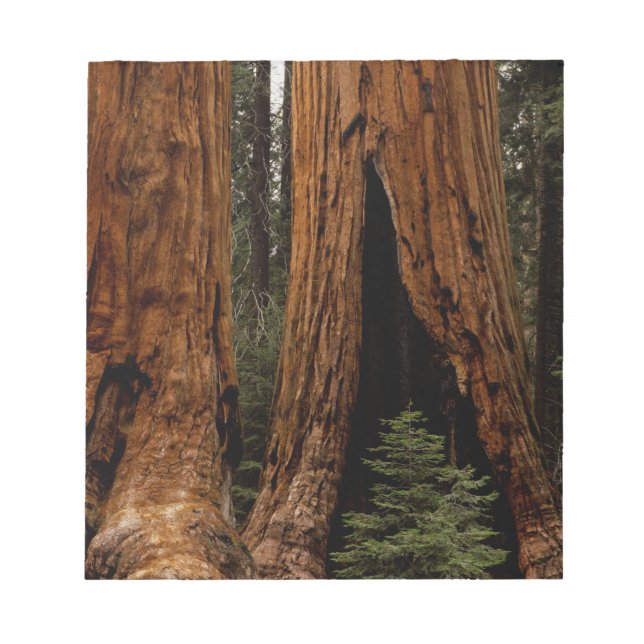 Redwood Trees, Sequoia National Park. Notepad (Front)
