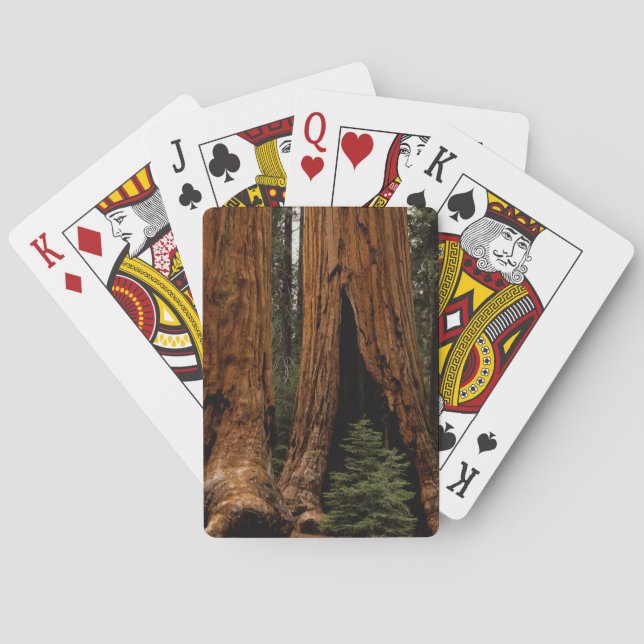 Redwood Trees, Sequoia National Park. Playing Cards (Back)