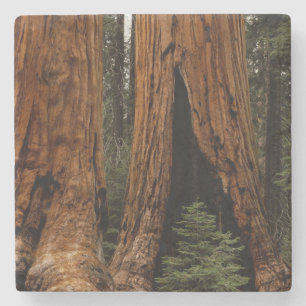 Redwood Trees, Sequoia National Park. Stone Coaster