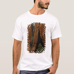Redwood Trees, Sequoia National Park. T-Shirt